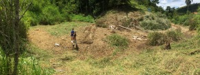 Clearing a plot to begin planting Açai.
